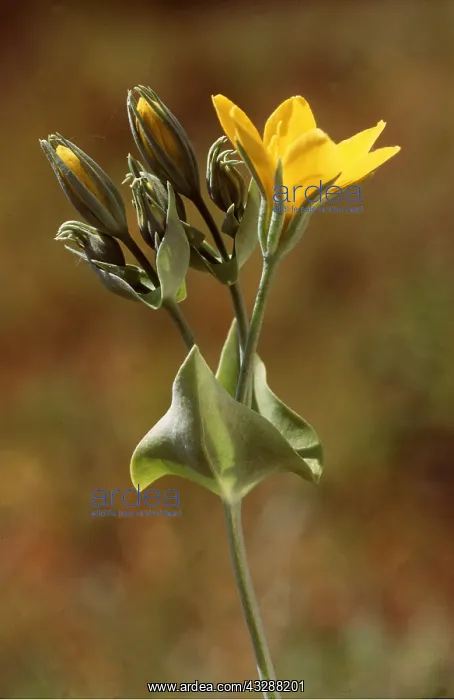 : YELLOW WORT - flower head : YELLOW WORT - flower head