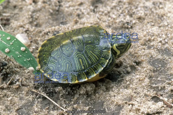 : Yellowbelly Slider Hatchling : Yellowbelly Slider Hatchling