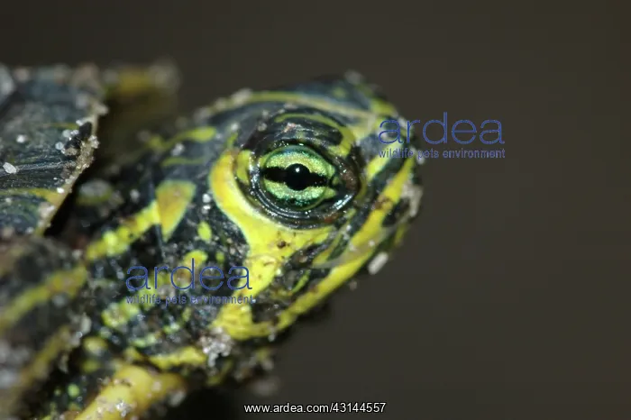 : Yellowbelly Slider hatchling : Yellowbelly Slider hatchling