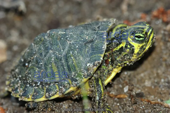 : Yellowbelly Slider hatchling : Yellowbelly Slider hatchling