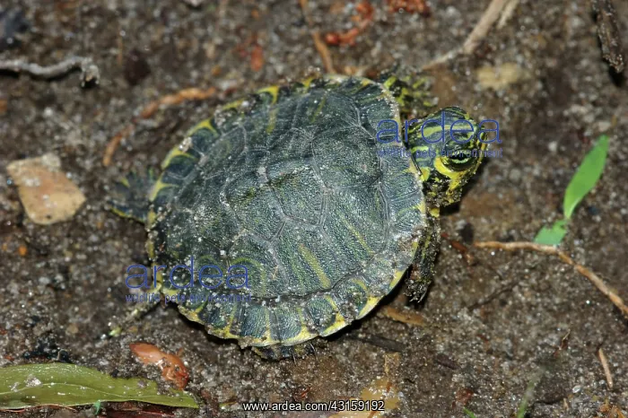 : Yellowbelly Slider hatchling : Yellowbelly Slider hatchling