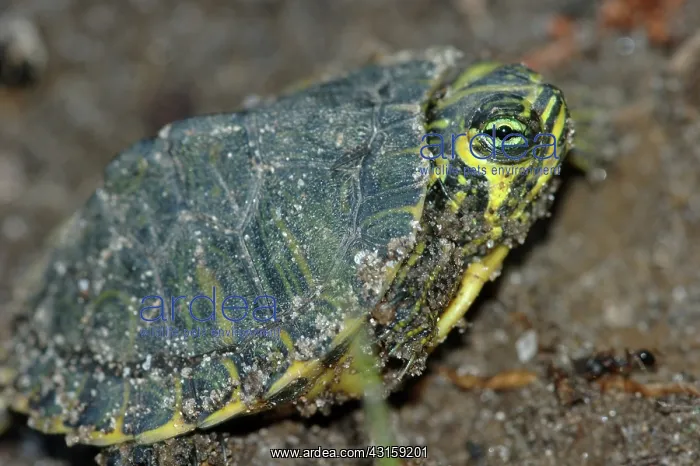 : Yellowbelly Slider hatchling : Yellowbelly Slider hatchling