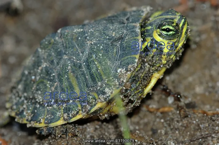 : Yellowbelly Slider hatchling : Yellowbelly Slider hatchling