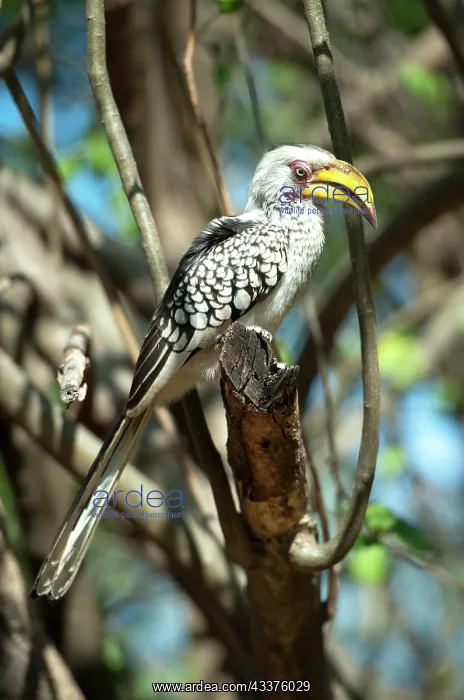 : Yellowbilled Hornbill - Kruger National Park, Transvaal : Yellowbilled Hornbill - Kruger National Park, Transvaal
