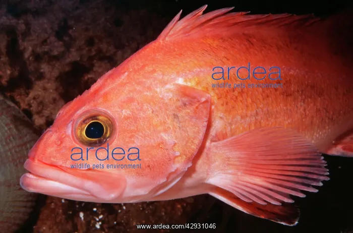  : Yelloweye Rockfish