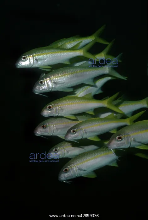 : Yellowfin Goatfish - usually encountered by day : Yellowfin Goatfish - usually encountered by day