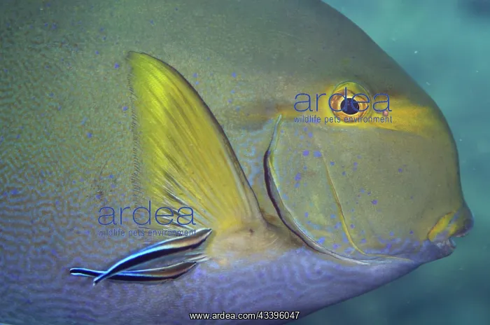 : Yellowfin Surgeonfish : Yellowfin Surgeonfish