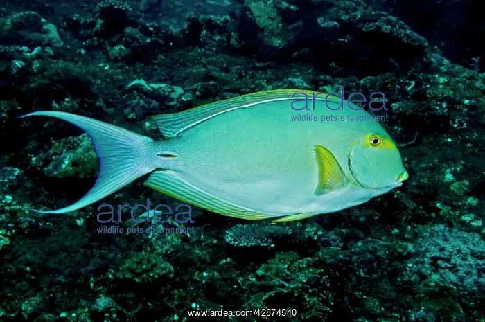 : Yellowfin Surgeonfish - note caudal spine : Yellowfin Surgeonfish - note caudal spine