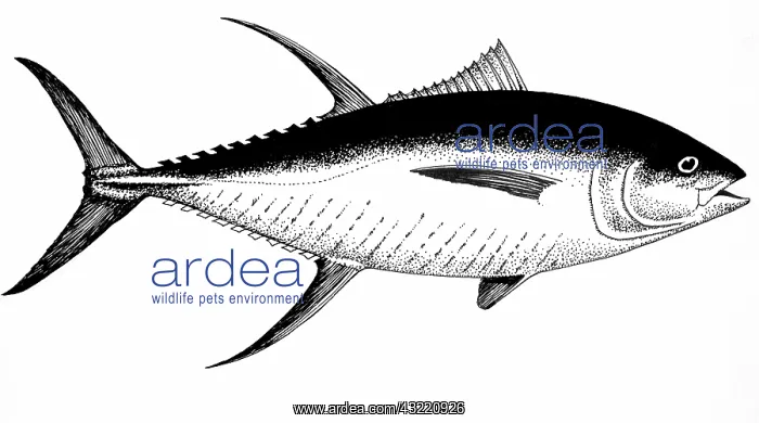 : Yellowfin Tuna : Yellowfin Tuna