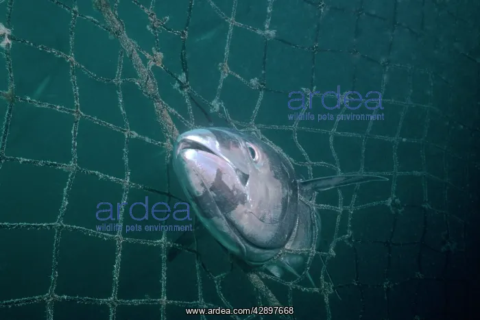 : Yellowfin TUNA - Caught in net : Yellowfin TUNA - Caught in net
