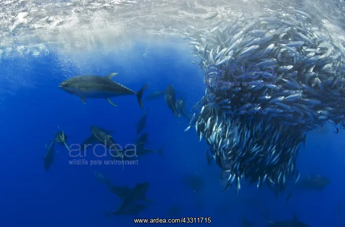 : Yellowfin Tunas (Thunnus albacares) eating Atlantic : Yellowfin Tunas (Thunnus albacares) eating Atlantic