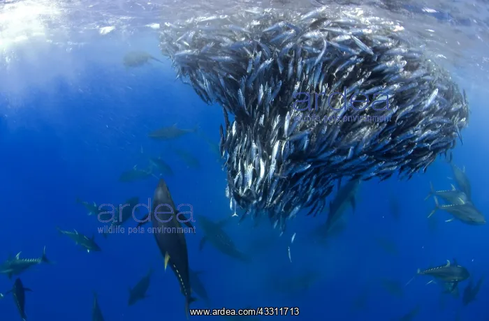 : Yellowfin Tunas (Thunnus albacares) hunting Atlantic : Yellowfin Tunas (Thunnus albacares) hunting Atlantic