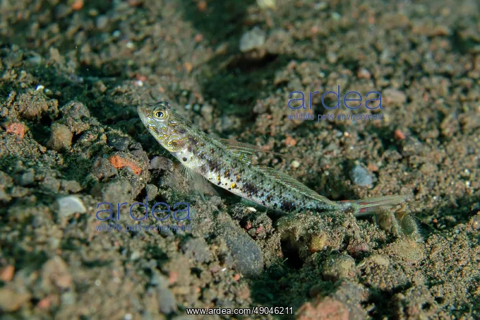 : Yellowfoot Shrimpgoby : Yellowfoot Shrimpgoby