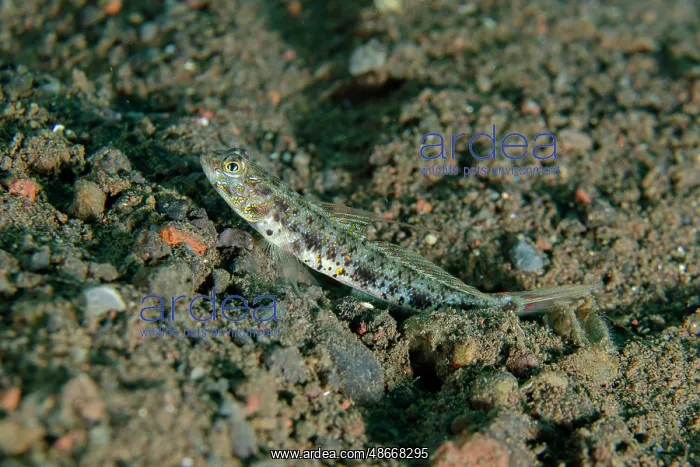 : Yellowfoot Shrimpgoby - Pong Pong dive site, Seraya : Yellowfoot Shrimpgoby - Pong Pong dive site, Seraya