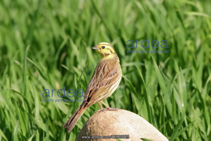  : Yellowhammer