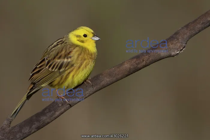 : Yellowhammer : Yellowhammer