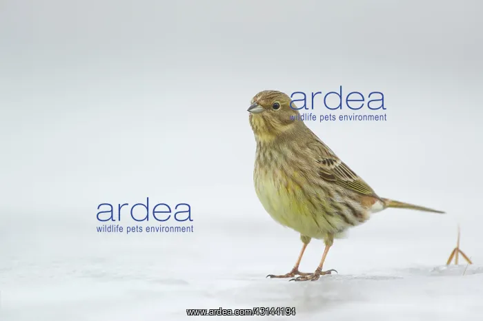 : Yellowhammer : Yellowhammer