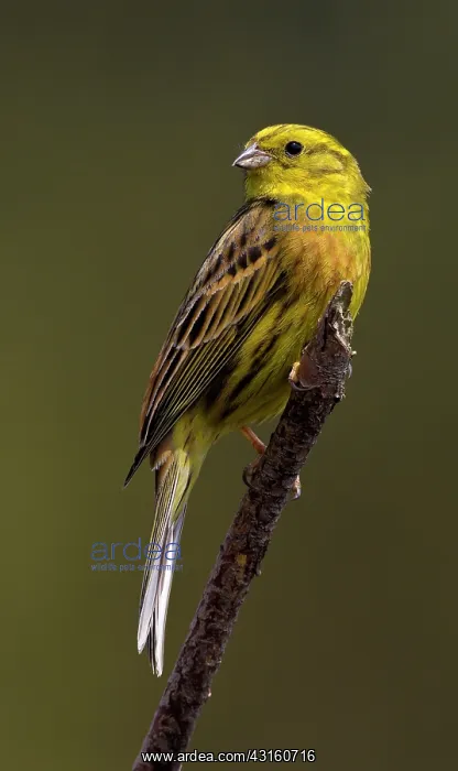 : Yellowhammer : Yellowhammer
