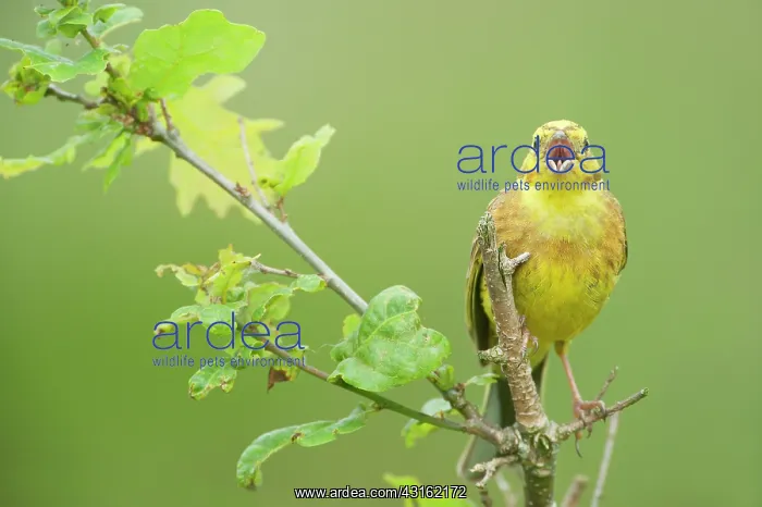 : Yellowhammer : Yellowhammer