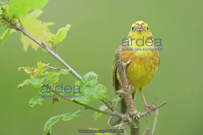 : Yellowhammer : Yellowhammer