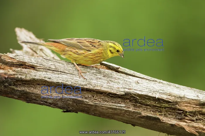 : Yellowhammer : Yellowhammer
