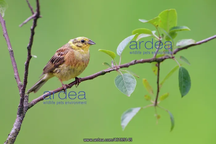 : Yellowhammer : Yellowhammer