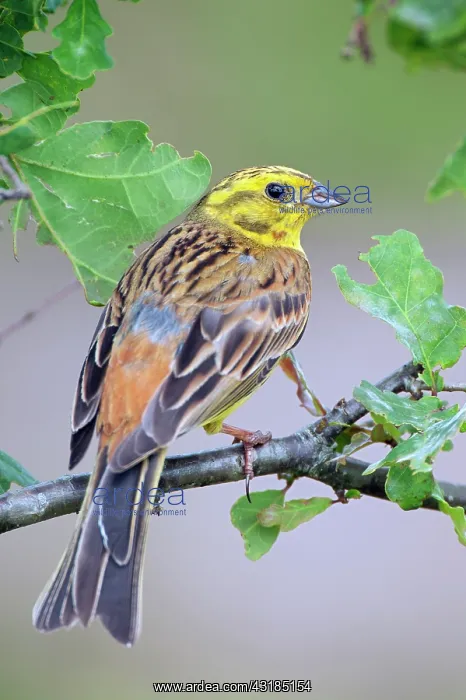 : Yellowhammer : Yellowhammer