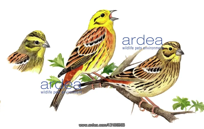 : Yellowhammer : Yellowhammer