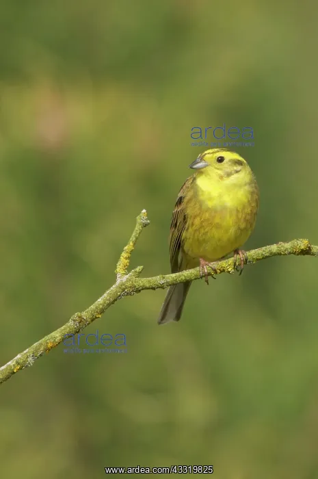 : Yellowhammer : Yellowhammer