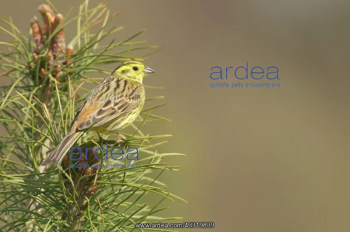 : Yellowhammer : Yellowhammer