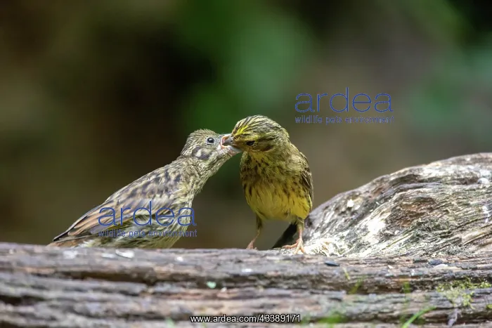 : YELLOWHAMMER : YELLOWHAMMER