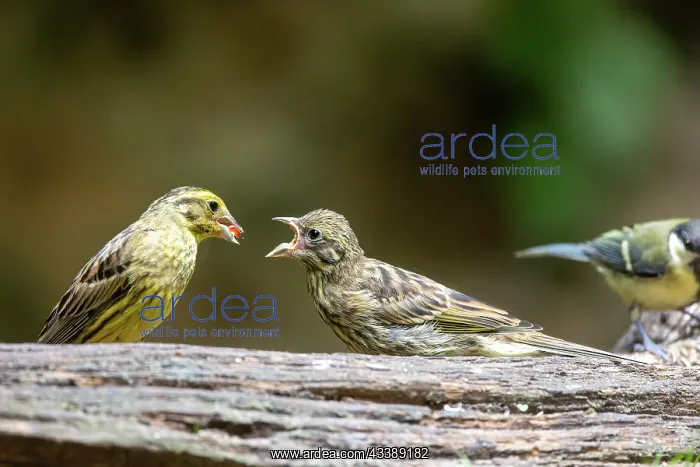 : YELLOWHAMMER : YELLOWHAMMER