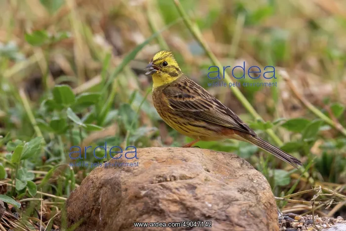 : Yellowhammer : Yellowhammer