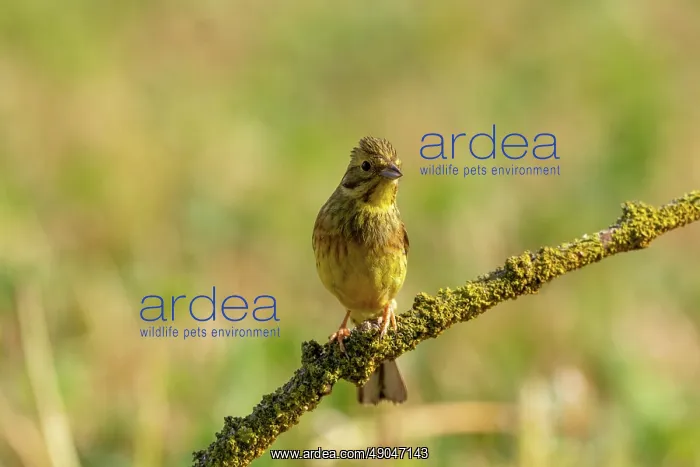 : Yellowhammer : Yellowhammer