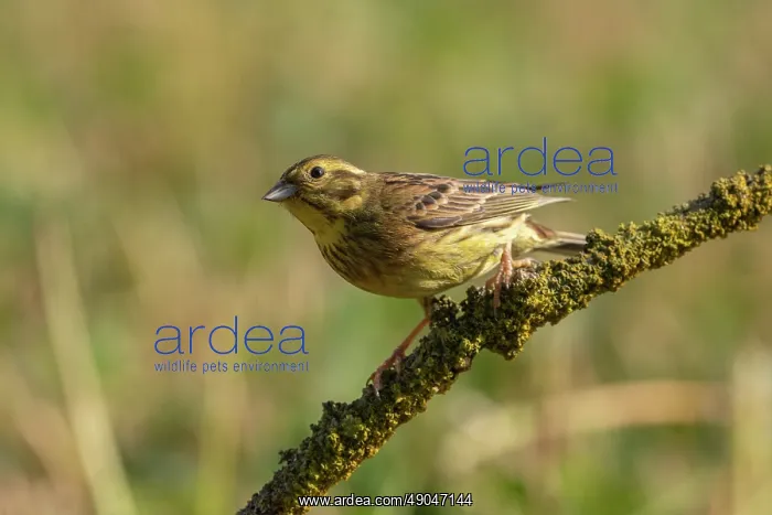 : Yellowhammer : Yellowhammer