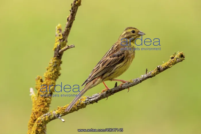 : Yellowhammer : Yellowhammer