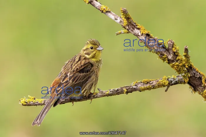 : Yellowhammer : Yellowhammer