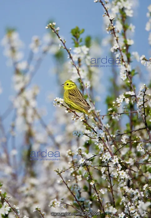 : Yellowhammer - adult male : Yellowhammer - adult male