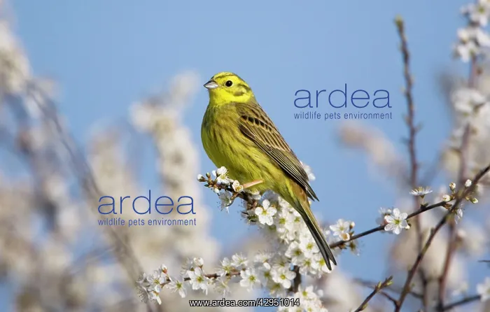 : Yellowhammer - adult male - perched on white blossom : Yellowhammer - adult male - perched on white blossom