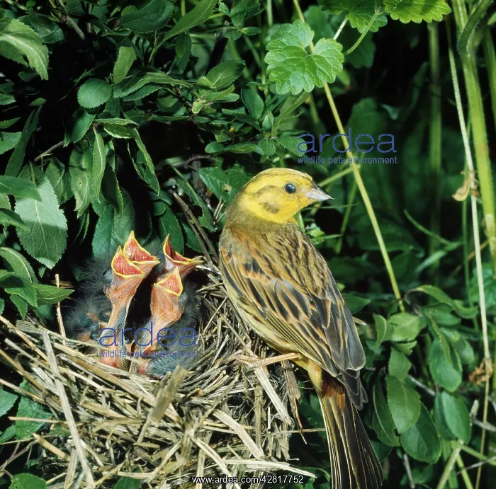 : YELLOWHAMMER - adult and young at nest : YELLOWHAMMER - adult and young at nest