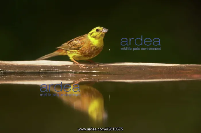 : Yellowhammer - Drinking at forest pool : Yellowhammer - Drinking at forest pool