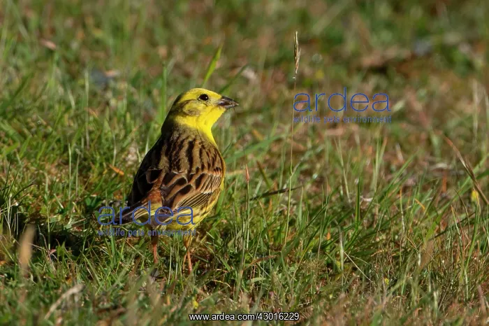 : Yellowhammer eating grass seedhead : Yellowhammer eating grass seedhead