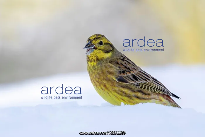 : Yellowhammer (Emberiza citrinella), sitting on snow-covered : Yellowhammer (Emberiza citrinella), sitting on snow-covered