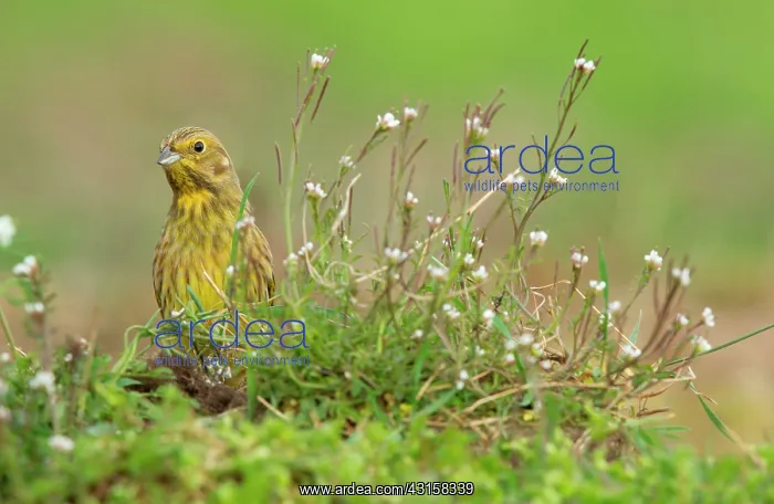 : Yellowhammer (Emberiza citrinella) adult female foraging on : Yellowhammer (Emberiza citrinella) adult female foraging on