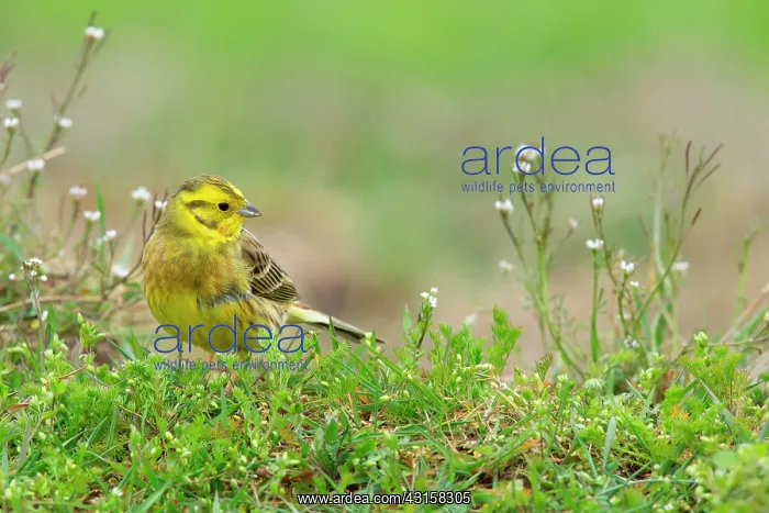 : Yellowhammer (Emberiza citrinella) adult male foraging on gr : Yellowhammer (Emberiza citrinella) adult male foraging on gr