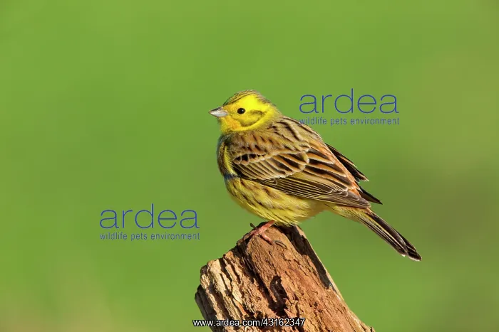  : Yellowhammer (Emberiza citrinella) adult male perched on a b