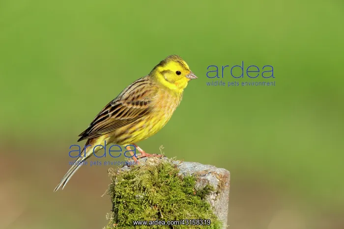 : Yellowhammer (Emberiza citrinella) adult male perched on a p : Yellowhammer (Emberiza citrinella) adult male perched on a p