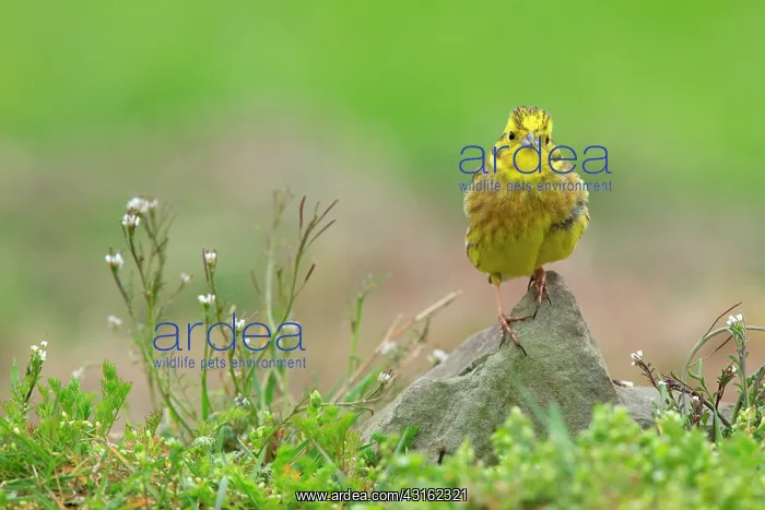 : Yellowhammer (Emberiza citrinella) adult male perched on a r : Yellowhammer (Emberiza citrinella) adult male perched on a r