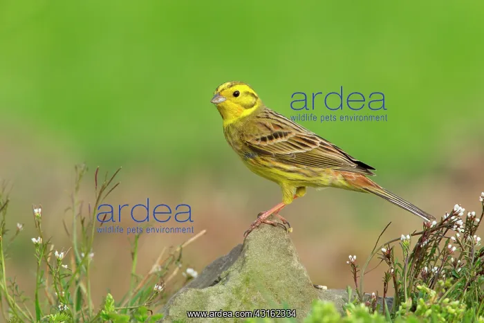: Yellowhammer (Emberiza citrinella) adult male perched on a r : Yellowhammer (Emberiza citrinella) adult male perched on a r