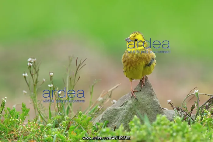 : Yellowhammer (Emberiza citrinella) adult male perched on a r : Yellowhammer (Emberiza citrinella) adult male perched on a r